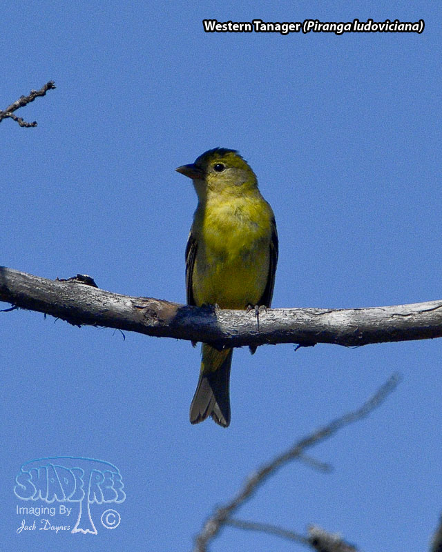 Western Tanager - Piranga ludoviciana