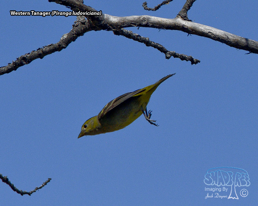 Western Tanager - Piranga ludoviciana