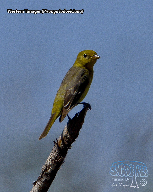 Western Tanager - Piranga ludoviciana