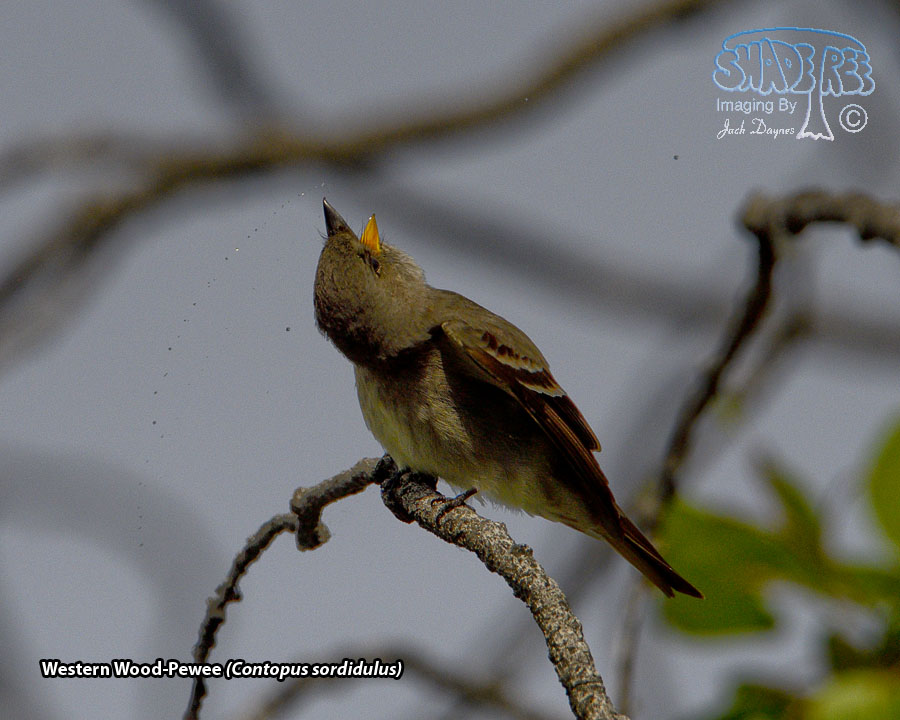 Western Wood-Pewee - Contopus sordidulus