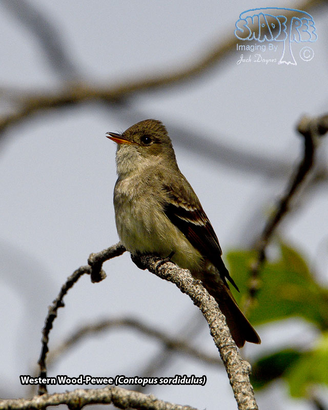 Western Wood-Pewee - Contopus sordidulus