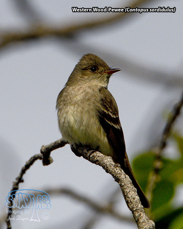 Western Wood-Pewee - Contopus sordidulus