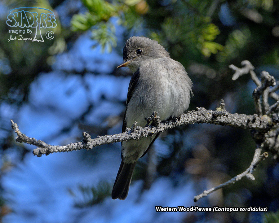 Western Wood-Pewee - Contopus sordidulus