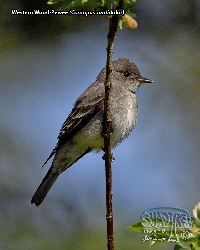 Western Wood-Pewee - Contopus sordidulus