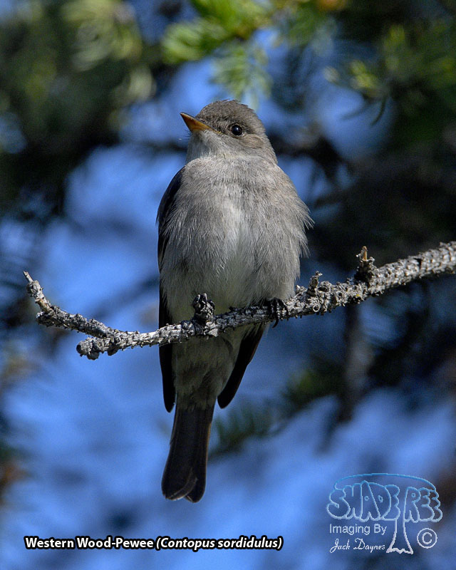 Western Wood-Pewee - Contopus sordidulus