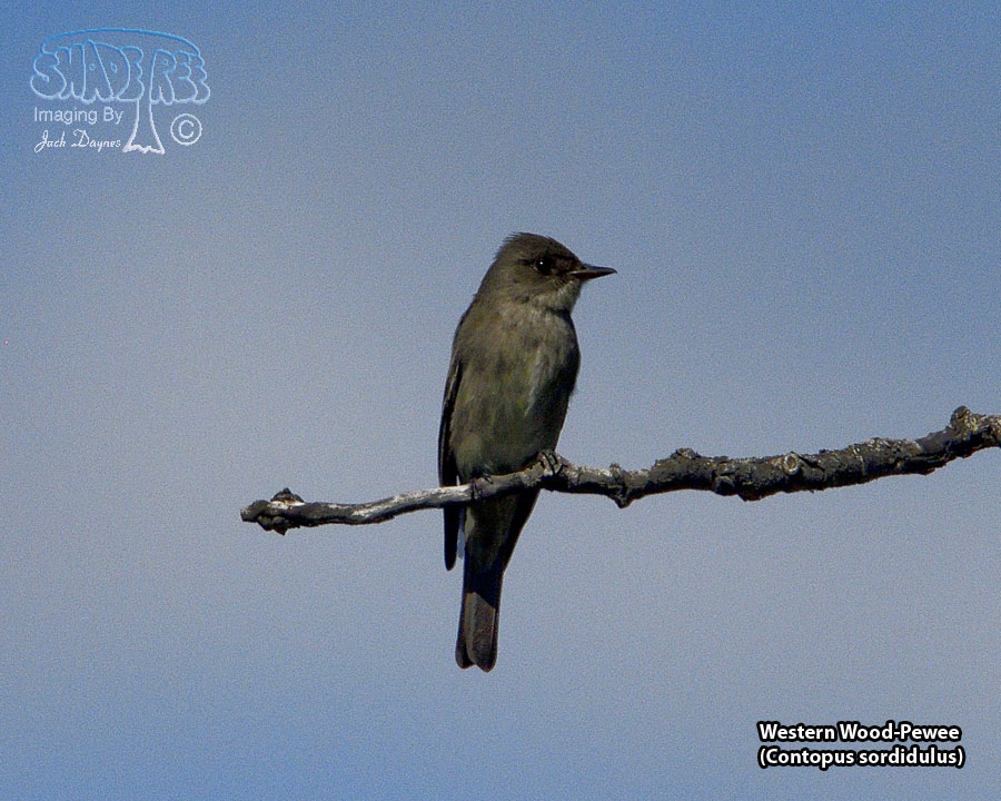 Western Wood-Pewee - Contopus sordidulus