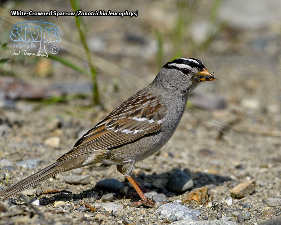 White-Crowned Sparrow - Zonotrichia leucophrys