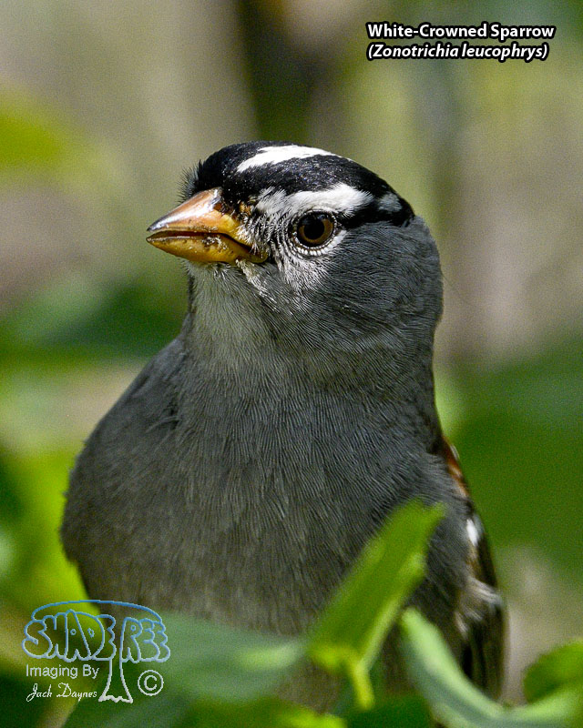 White-Crowned Sparrow - Zonotrichia leucophrys