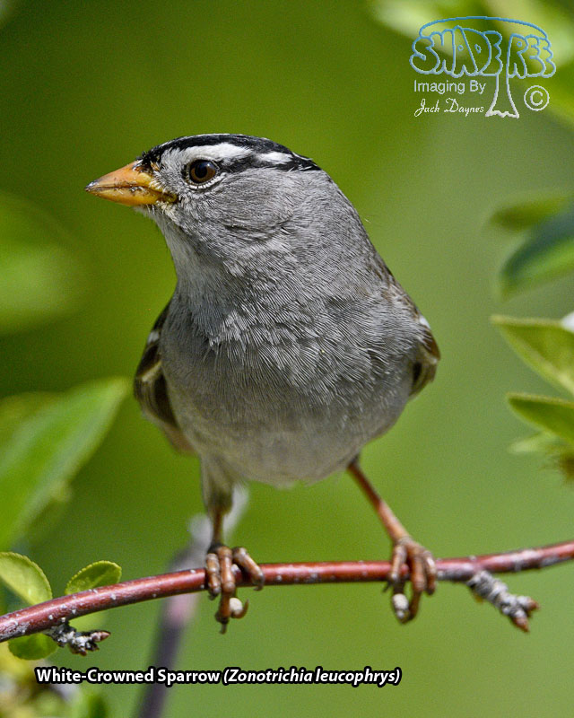 White-Crowned Sparrow - Zonotrichia leucophrys