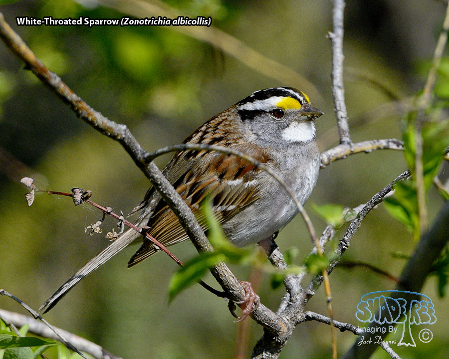 White-Throated Sparrow - Zonotrichia albicollis