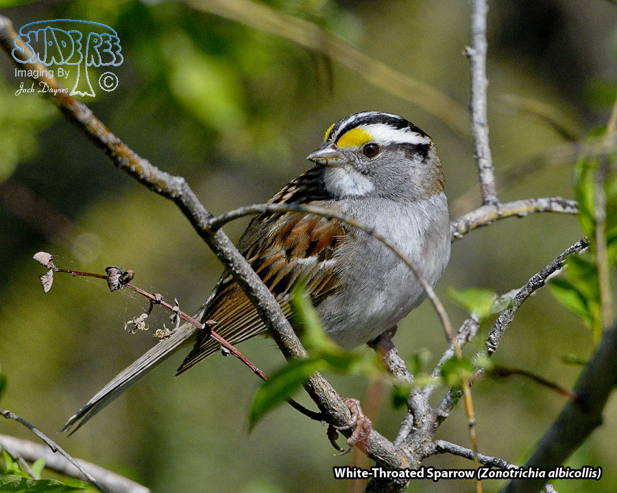 White-Throated Sparrow - Zonotrichia albicollis