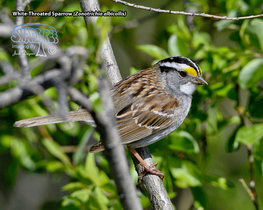 White-Throated Sparrow - Zonotrichia albicollis