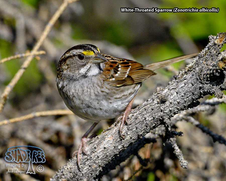 White-Throated Sparrow - Zonotrichia albicollis