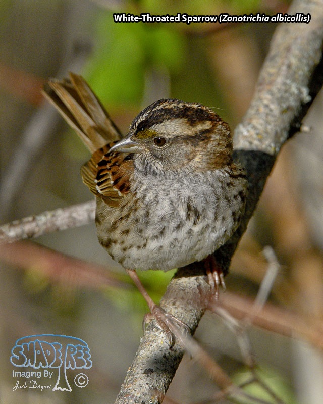 White-Throated Sparrow - Zonotrichia albicollis