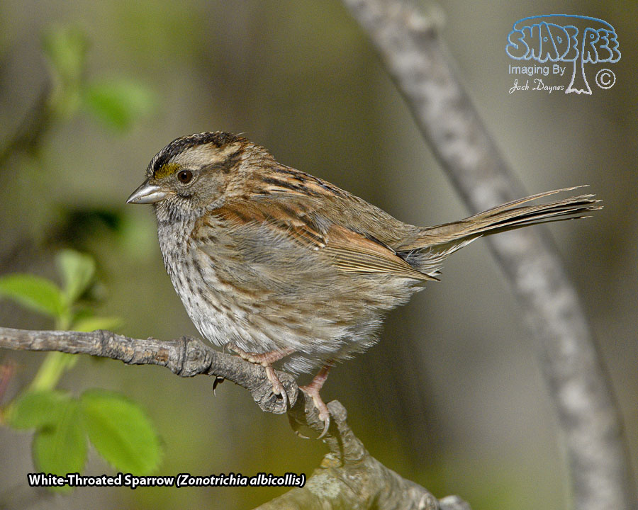 White-Throated Sparrow - Zonotrichia albicollis
