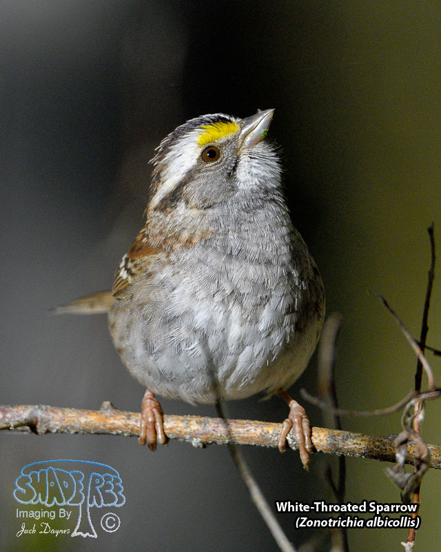 White-Throated Sparrow - Zonotrichia albicollis