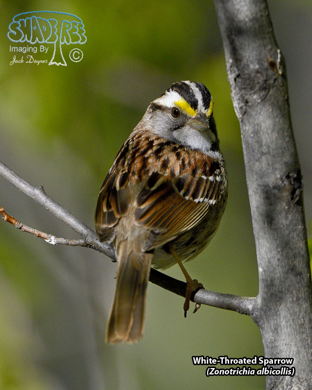 White-Throated Sparrow - Zonotrichia albicollis