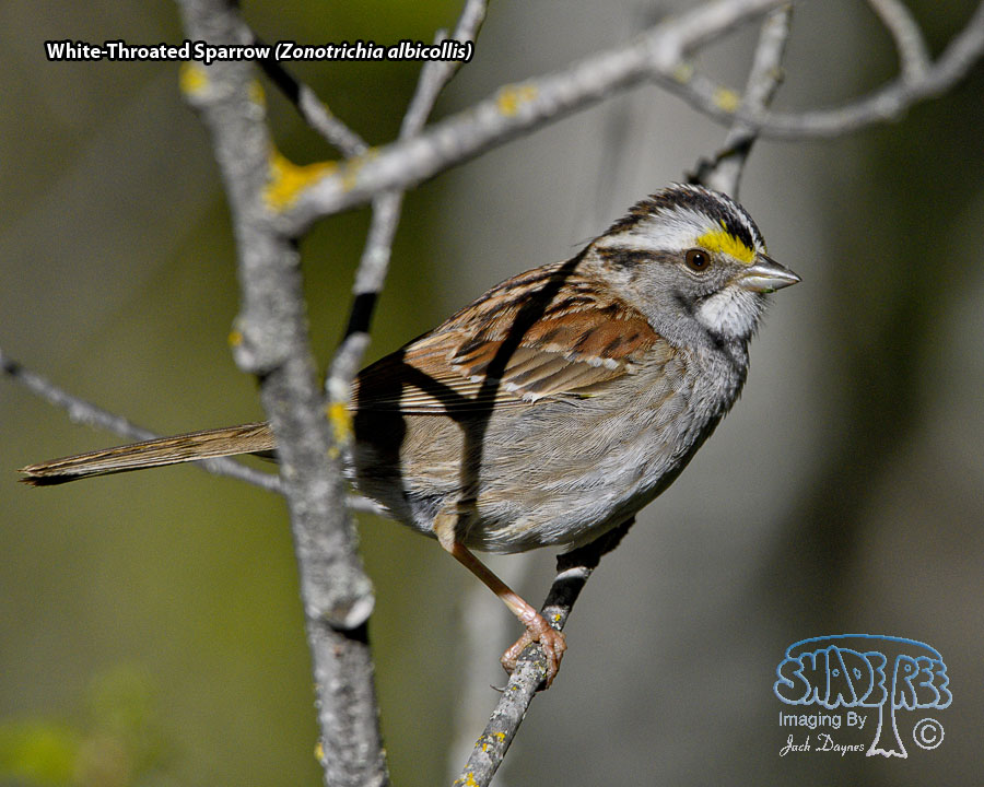 White-Throated Sparrow - Zonotrichia albicollis