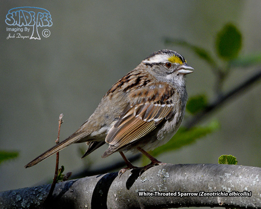 White-Throated Sparrow - Zonotrichia albicollis