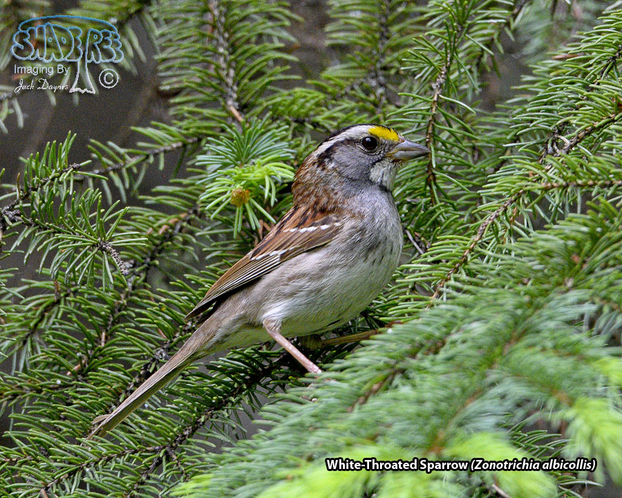 White-Throated Sparrow - Zonotrichia albicollis