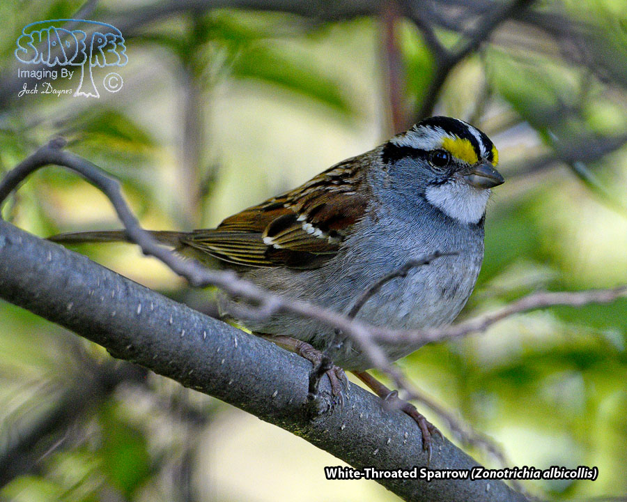 White-Throated Sparrow - Zonotrichia albicollis