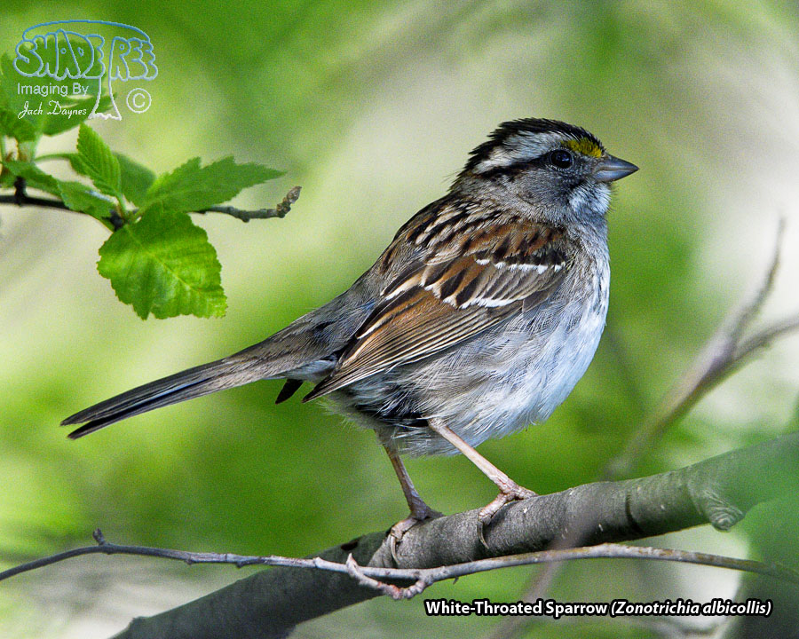 White-Throated Sparrow - Zonotrichia albicollis