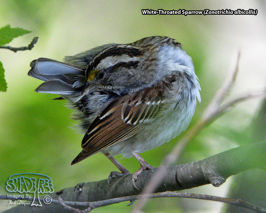 White-Throated Sparrow - Zonotrichia albicollis