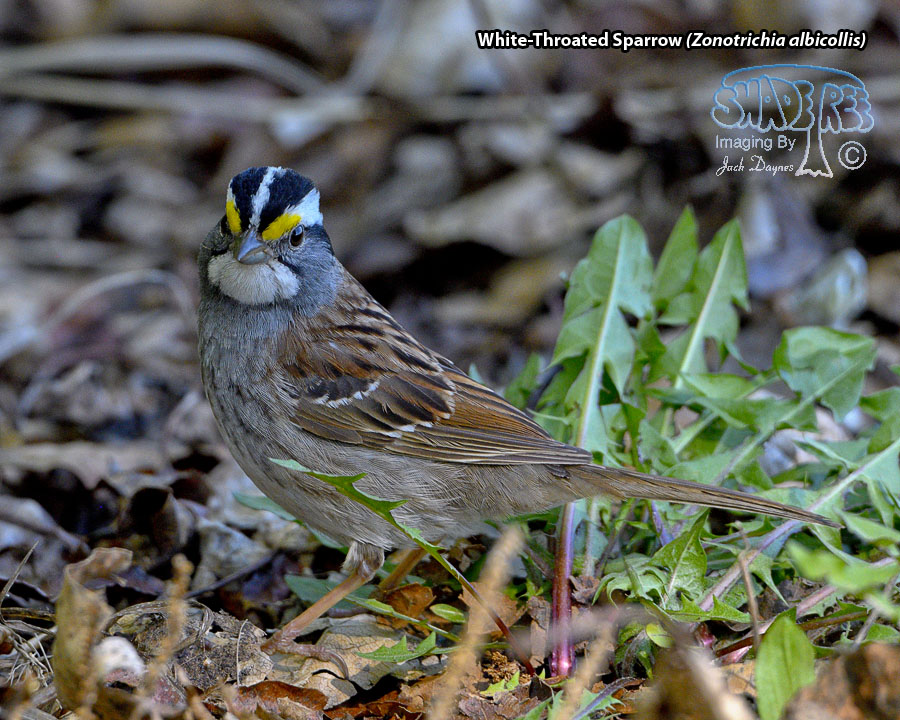 White-Throated Sparrow - Zonotrichia albicollis