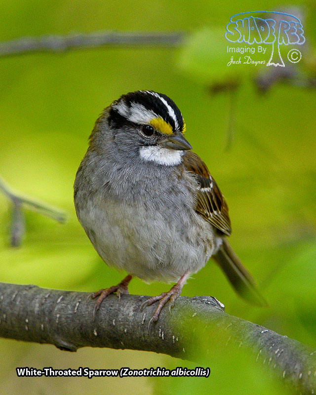 White-Throated Sparrow - Zonotrichia albicollis