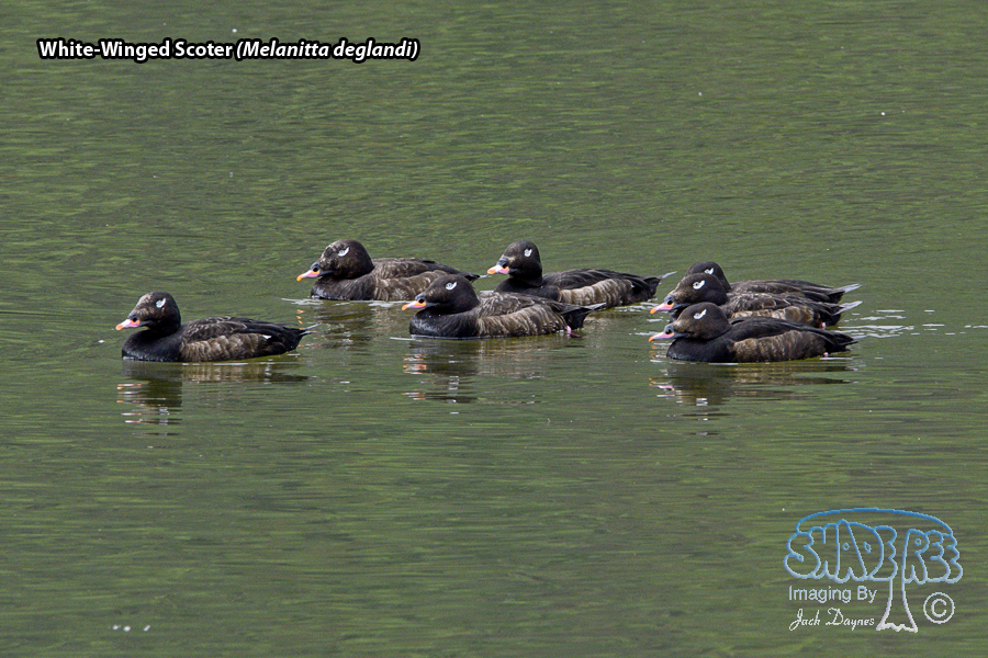White-Winged Scoter - Melanitta deglandi