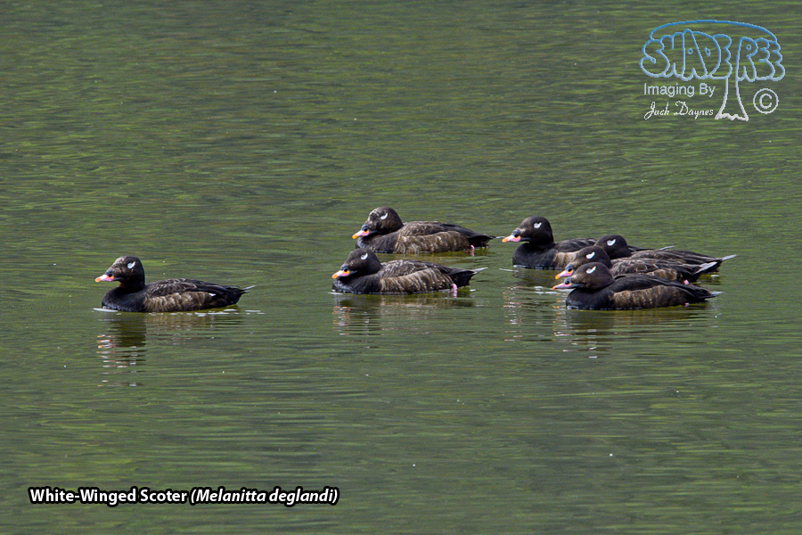 White-Winged Scoter - Melanitta deglandi