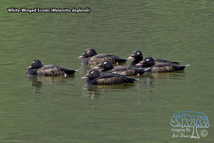 White-Winged Scoter - Melanitta deglandi
