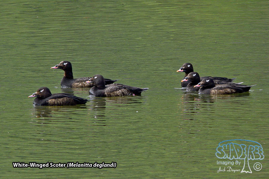 White-Winged Scoter - Melanitta deglandi