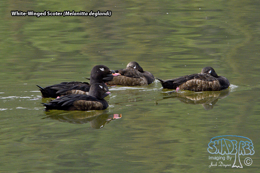 White-Winged Scoter - Melanitta deglandi
