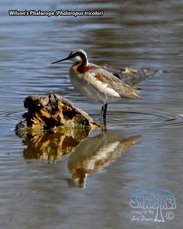 Wilson's Phalarope - Phalaropus tricolor