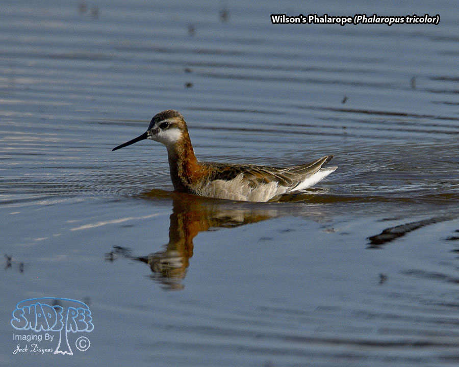 Wilson's Phalarope - Phalaropus tricolor