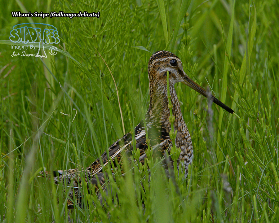 Wilson's Snipe - Gallinago delicata