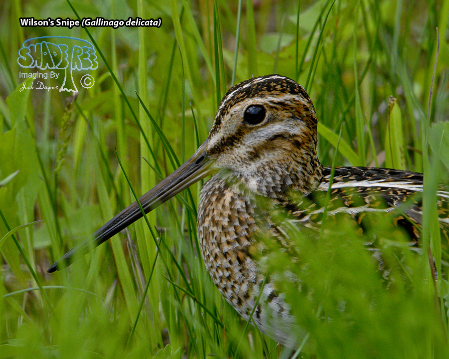 Wilson's Snipe - Gallinago delicata