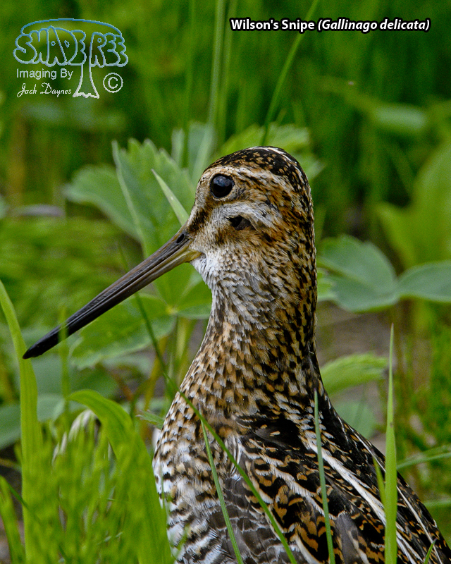 Wilson's Snipe - Gallinago delicata
