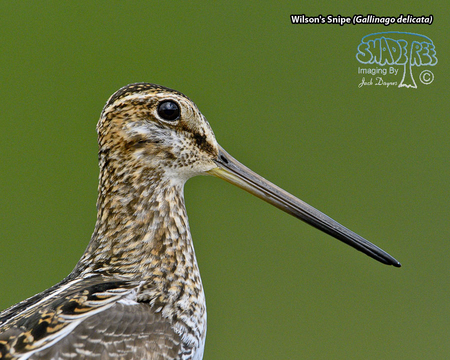 Wilson's Snipe - Gallinago delicata