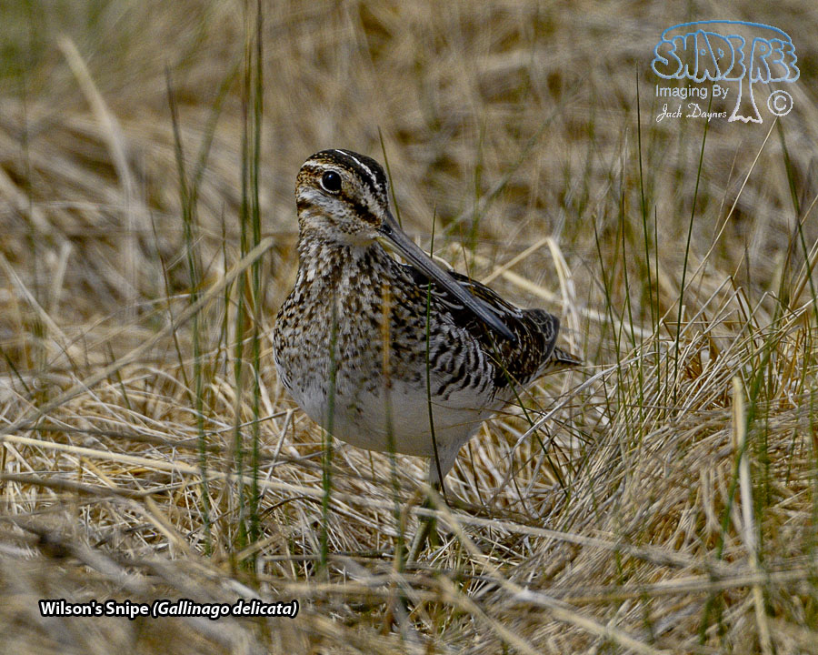Wilson's Snipe - Gallinago delicata