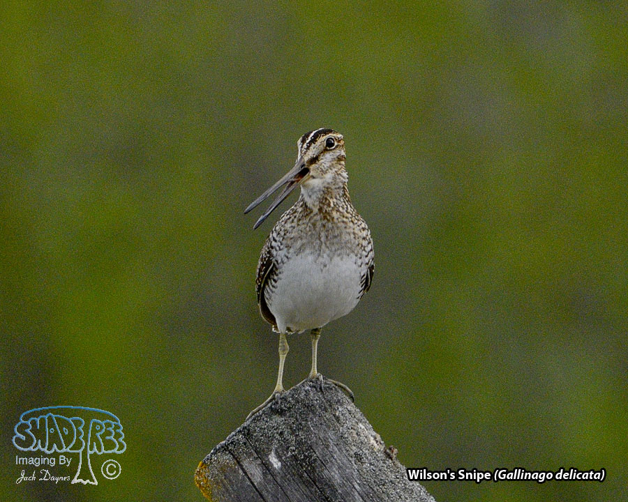 Wilson's Snipe - Gallinago delicata