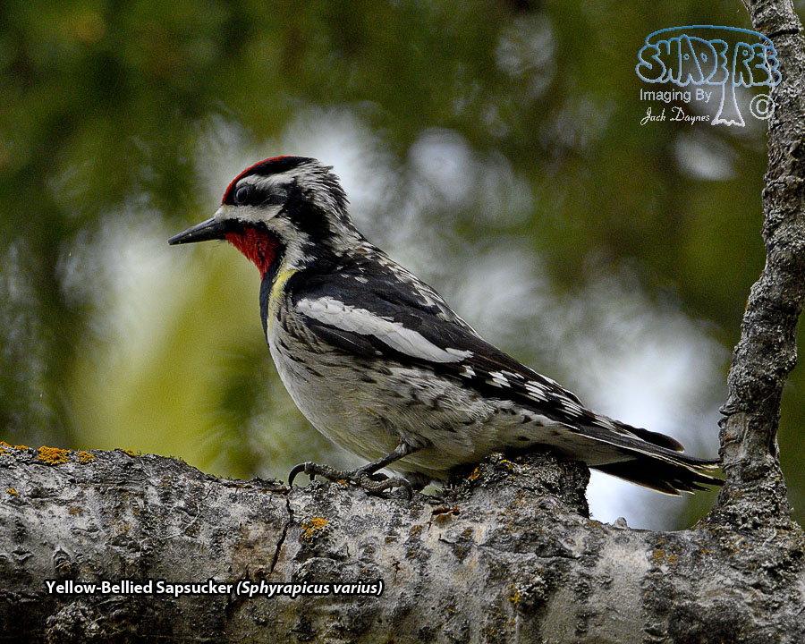 Yellow-Bellied Sapsucker - Sphyrapicus varius