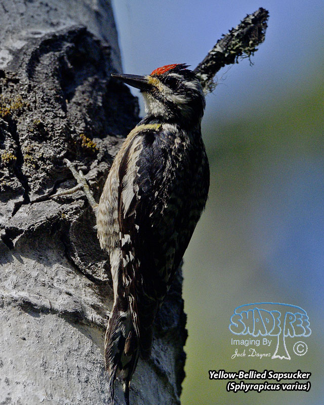 Yellow-Bellied Sapsucker - Sphyrapicus varius