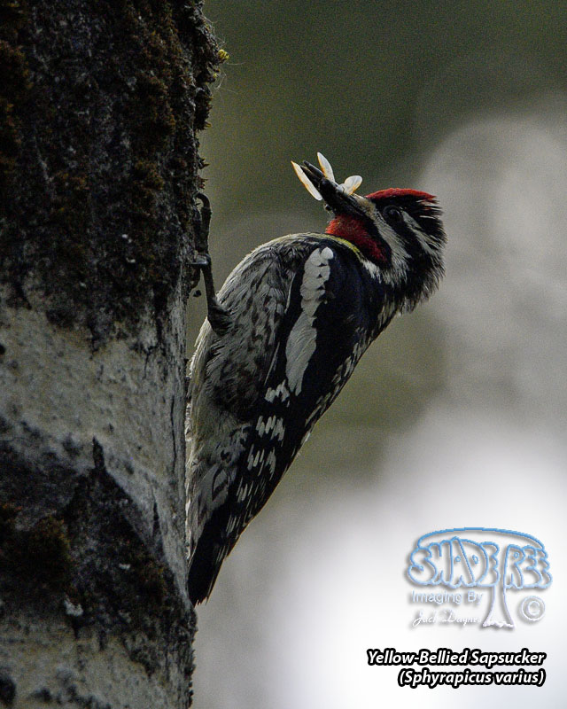 Yellow-Bellied Sapsucker - Sphyrapicus varius