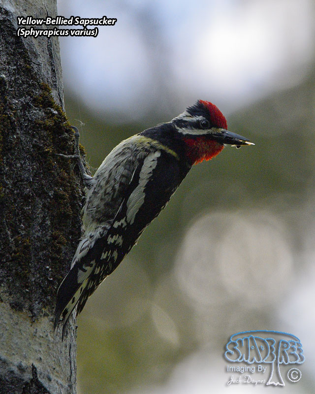 Yellow-Bellied Sapsucker - Sphyrapicus varius