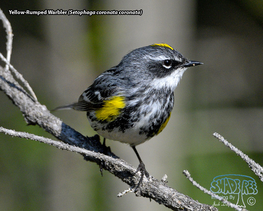 Yellow-Rumped Warbler - Setophaga coronata coronata