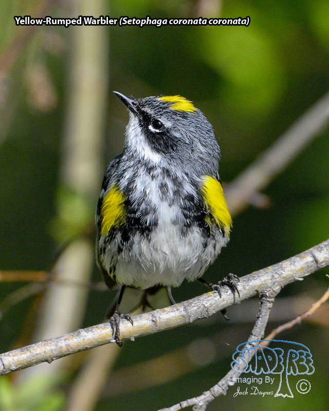Yellow-Rumped Warbler - Setophaga coronata coronata