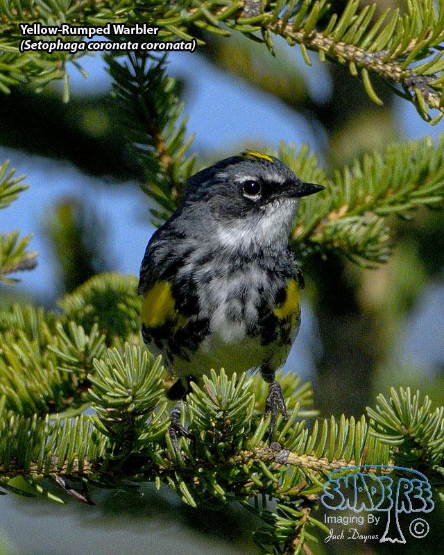 Yellow-Rumped Warbler - Setophaga coronata coronata
