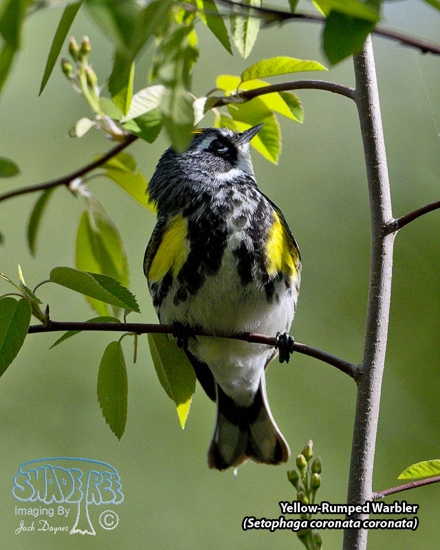 Yellow-Rumped Warbler - Setophaga coronata coronata